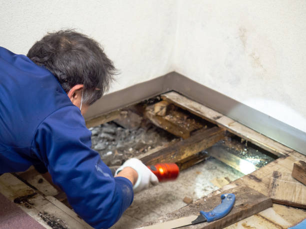 Best Local Mold Removal Service  in Colfax, CA