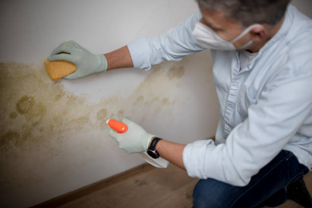 Best Attic Mold Removal  in Colfax, CA