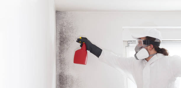 Best Mold Damage Repair  in Colfax, CA